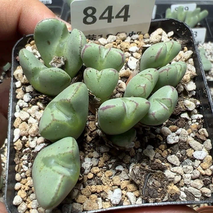 【闪购商品】 844。