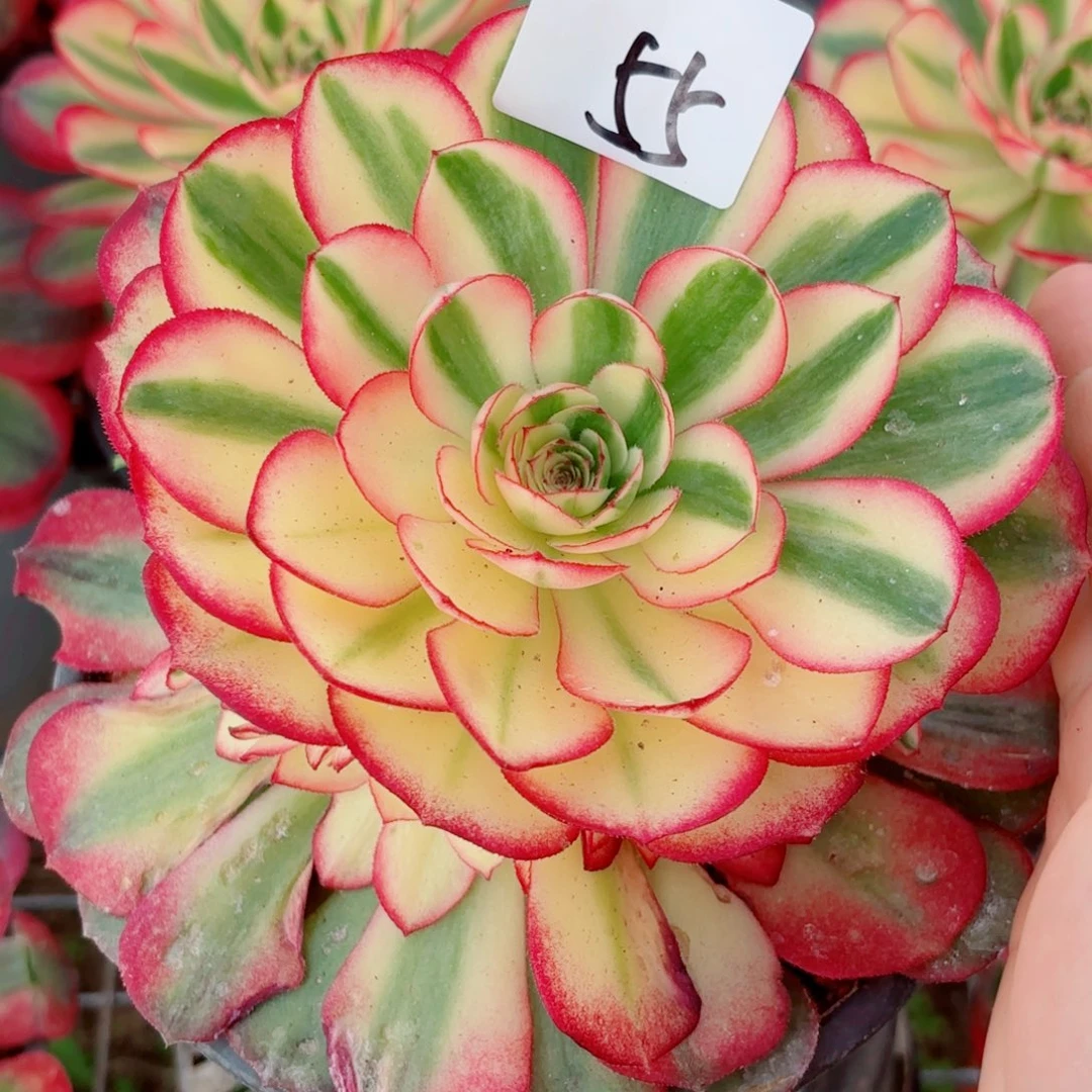 一物一拍多肉法师55