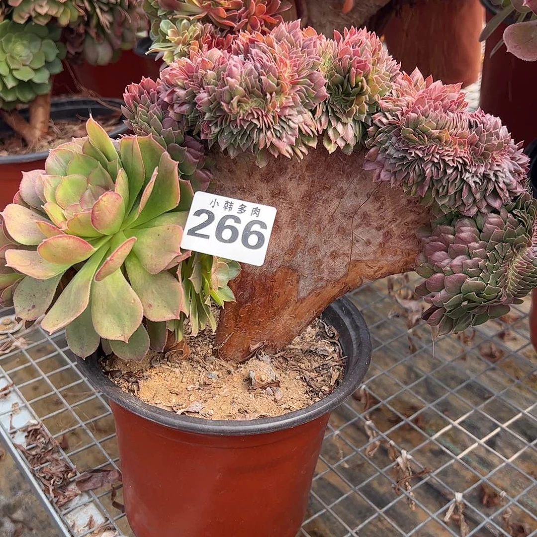 266万圣节缀化法师