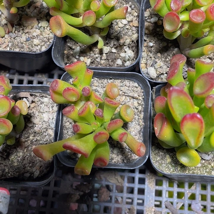 6.5方西财树带盆土发