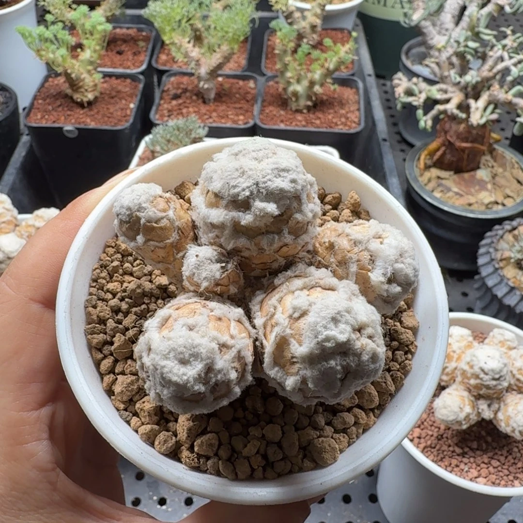 筱***飒刨花厚墩菊281仙人掌