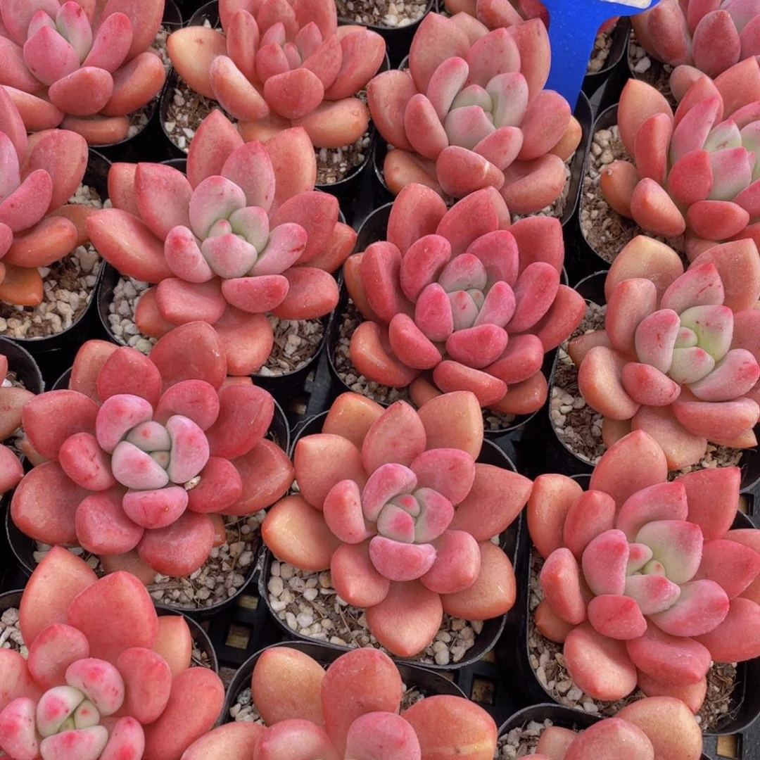 量拍5号 桃花源单头2个