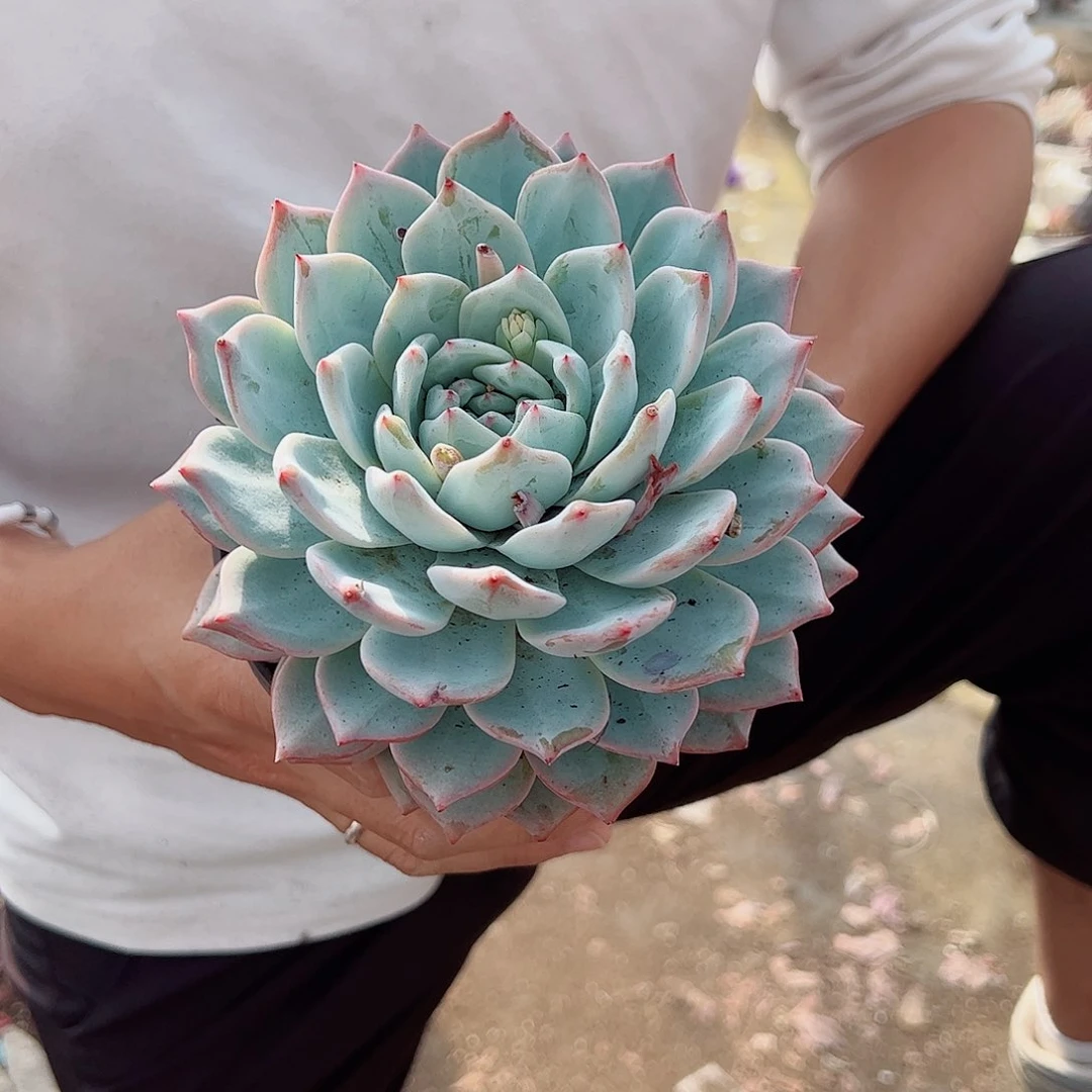 粉蓝鸟大单头小老桩冠幅14左右