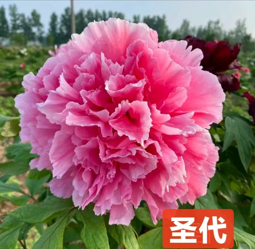 圣代1年嫁接1-2枝条