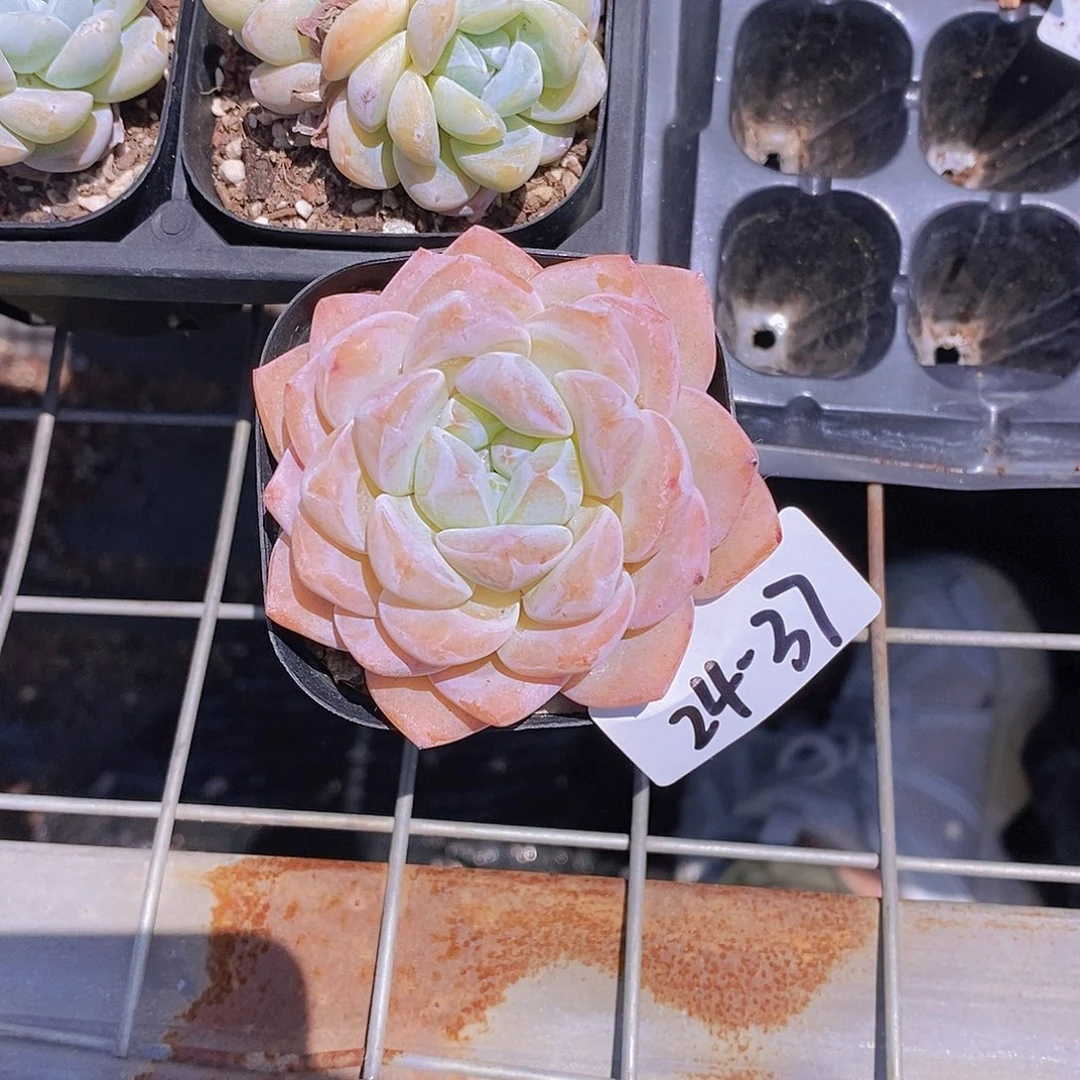 24-37- 孤品 冰橙单头福利一颗 一物一拍