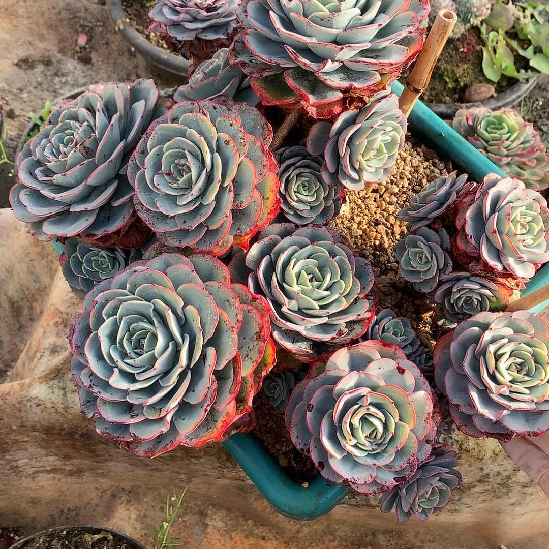 奶油黄桃一物一拍