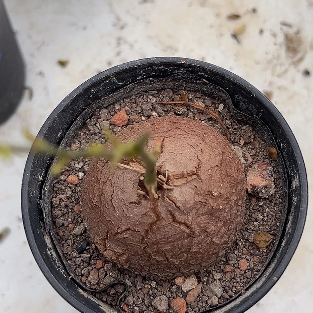 4号福利4.4厘米88888888