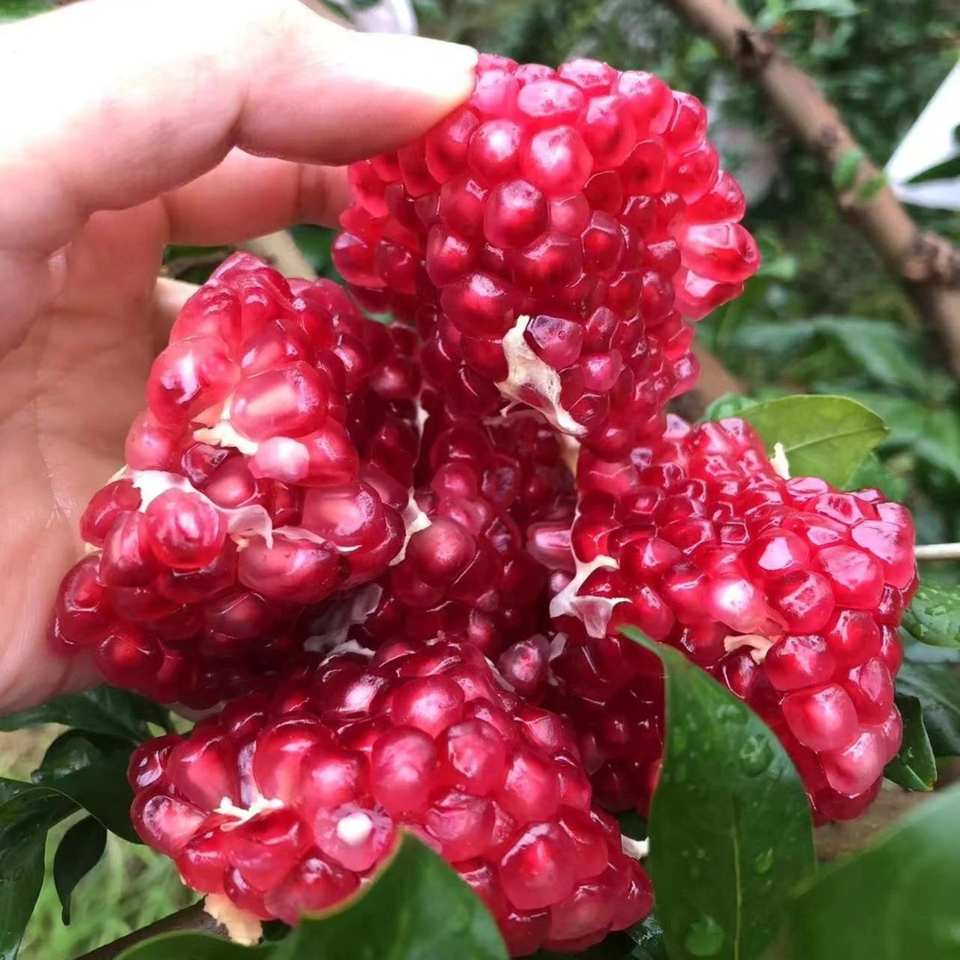 石榴四川会理突尼斯软籽石榴软籽会理发货现摘现发爆汁软籽大石榴