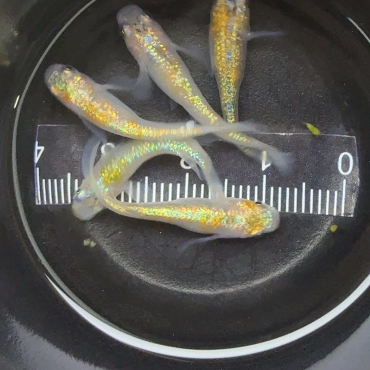 青鳉鱼克拉斯1号青鳉