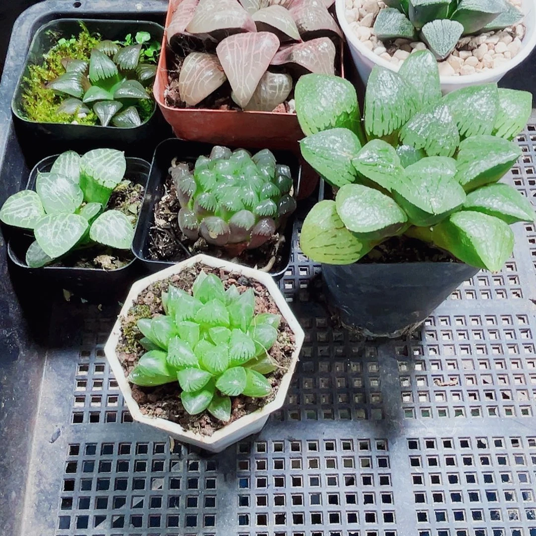 6棵漂亮肉肉多肉植物