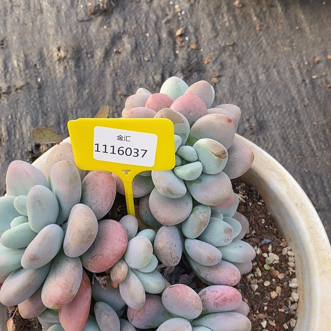 福利多多1116037