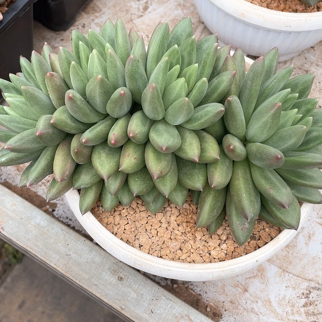 米其林朵朵缀20厘米