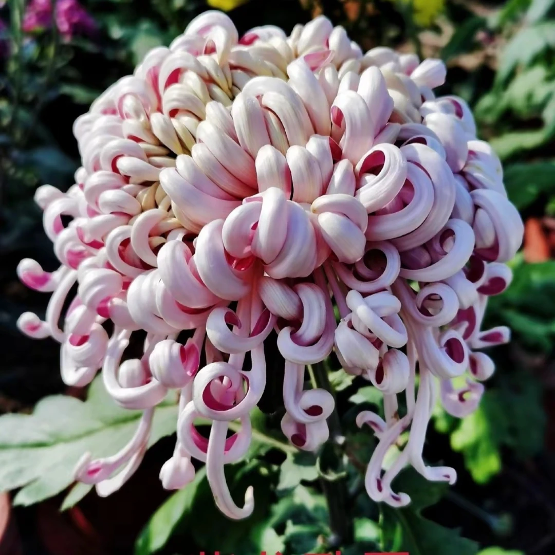 九月菊精品【紫龙卧雪】品种珍贵大花富贵菊 盆栽庭院好养活