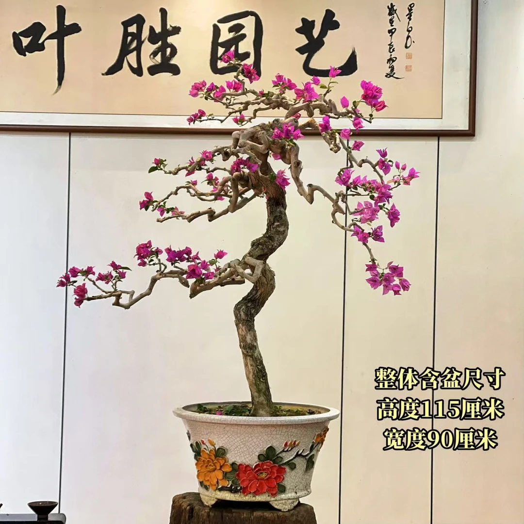 【叶胜园艺】精品小叶紫老桩三角梅盆景