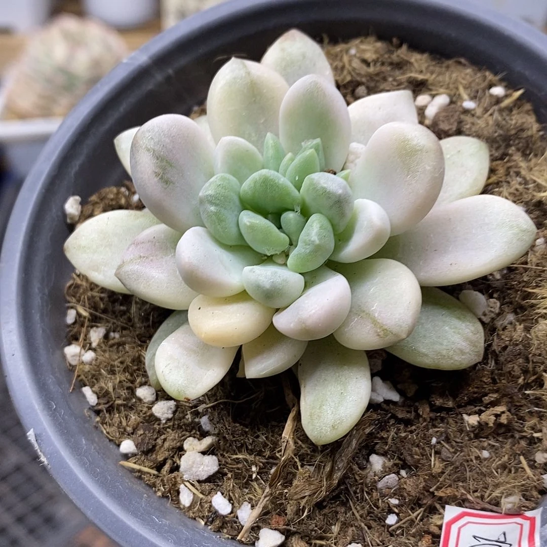 0270 花斑鹿覆轮锦 需延时发货