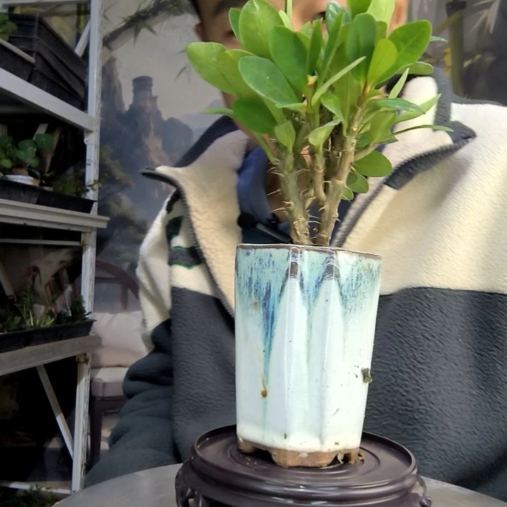 z****i中青园艺一物一拍98