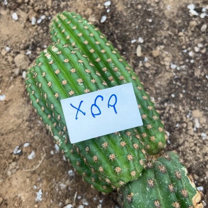 冰***洁X69金妞紫罗兰一颗35
