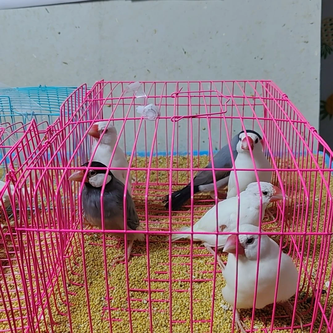 荥***苏文鸟特价文鸟断尾少毛爪子有瑕疵六只不包公母