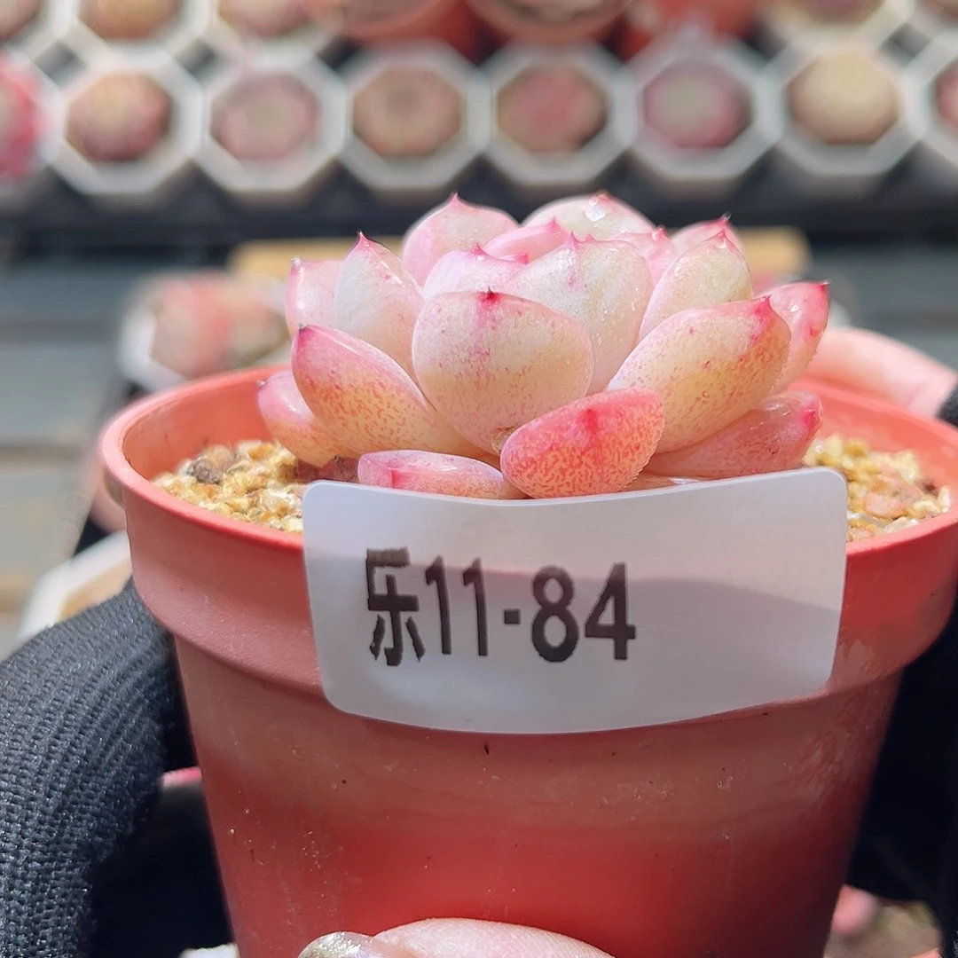 乐11-84 新品单头