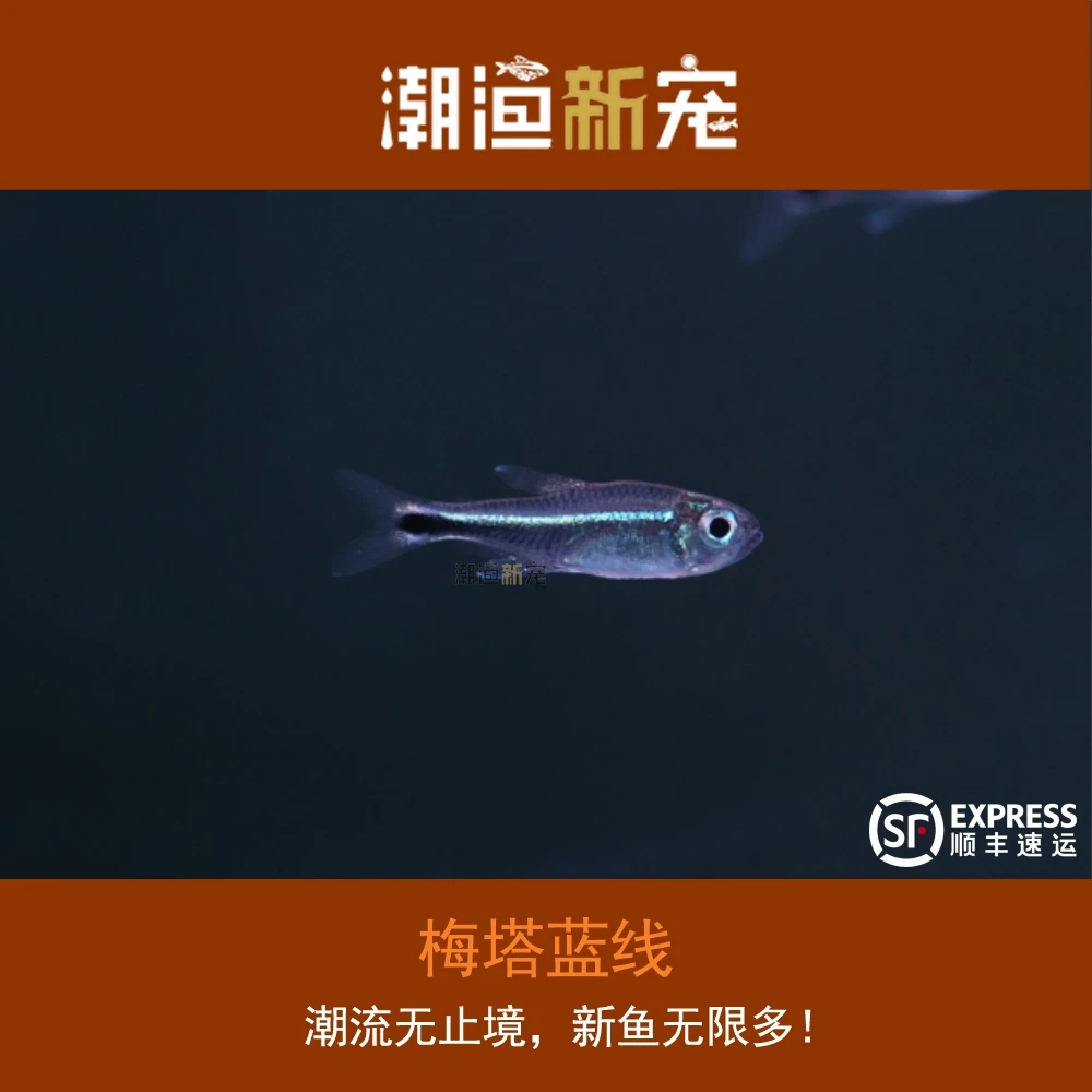 梅塔蓝线 南美巴西热带小型观赏灯鱼 顺丰包邮包损