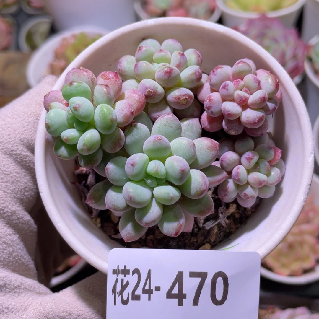 花利美24-470珍珠豆  微瑕