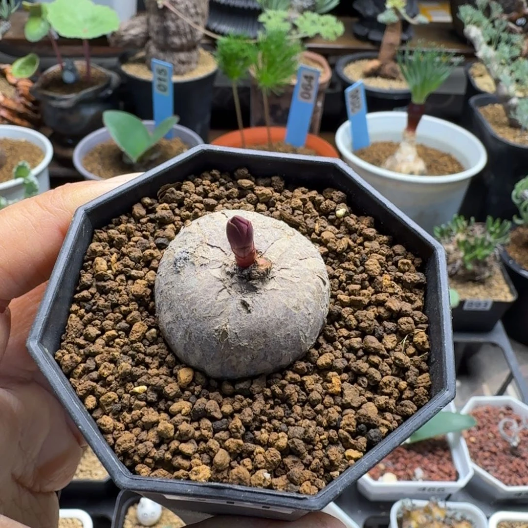 玫瑰大戟511 仙人球
