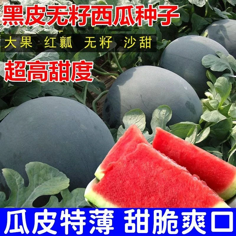 【黑麒麟无籽西瓜种籽】一包也包邮