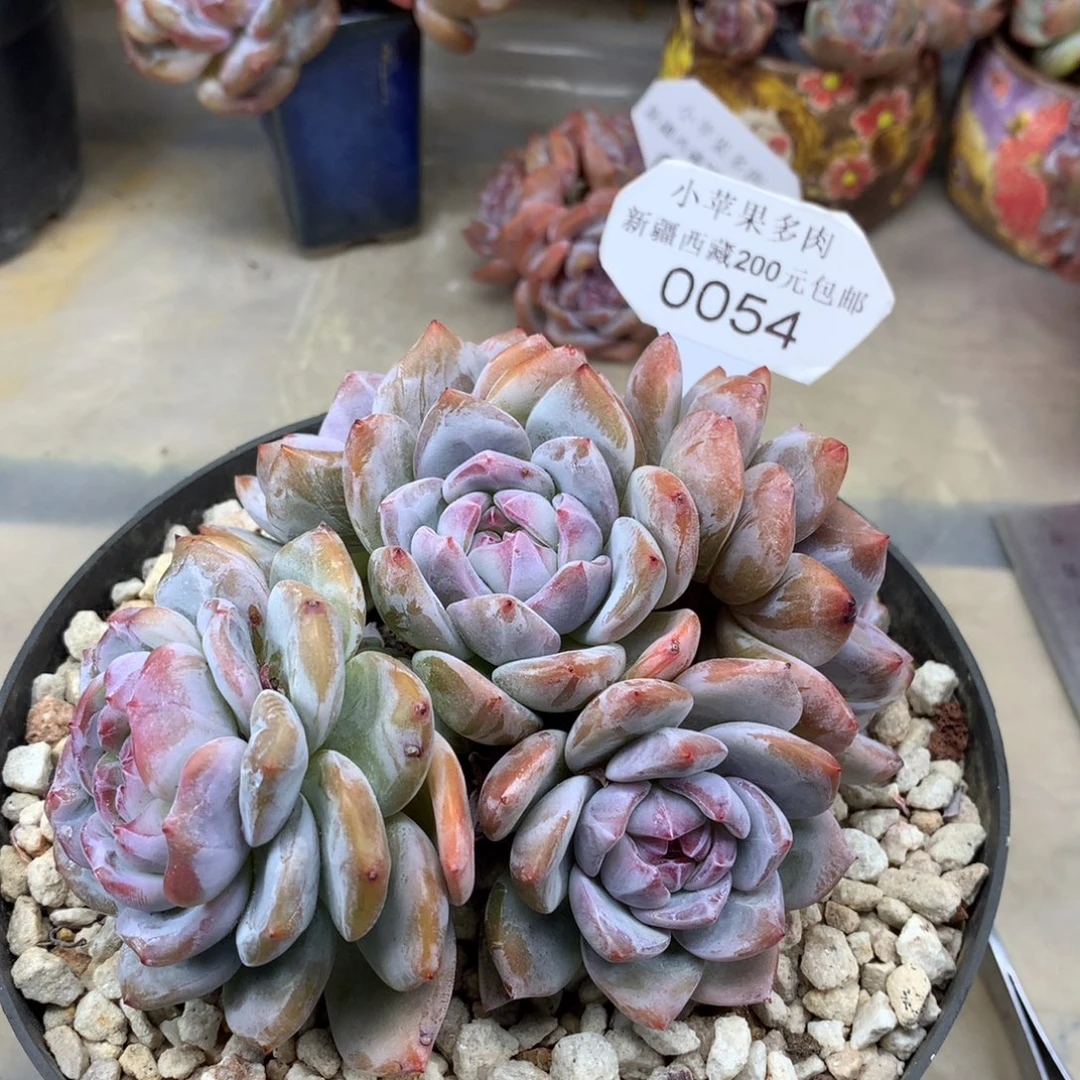 绿底紫心054/12cm5头