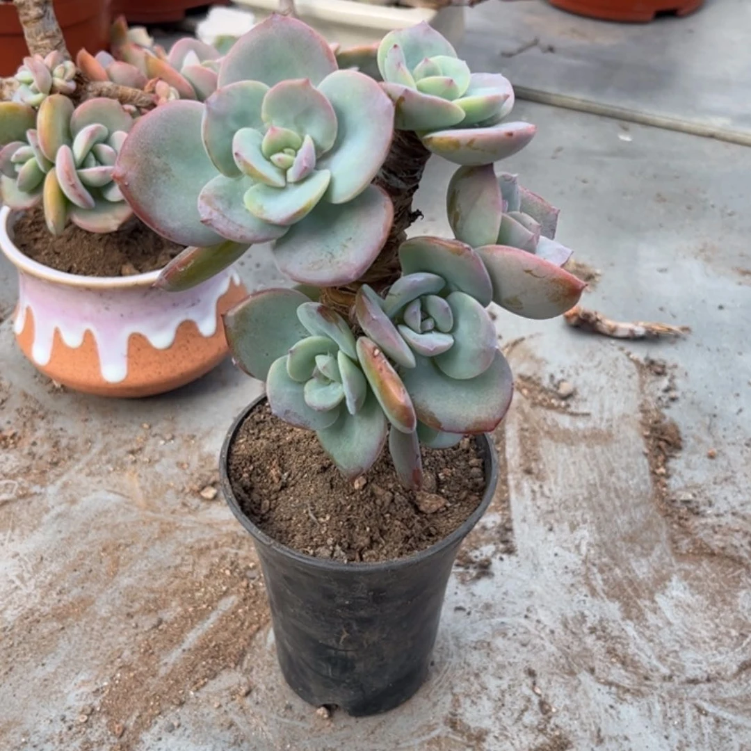 【闪购商品】无花朵ℳ****?