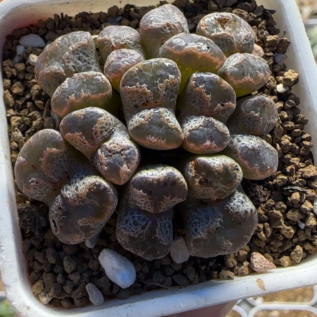 超碟多肉植物百科