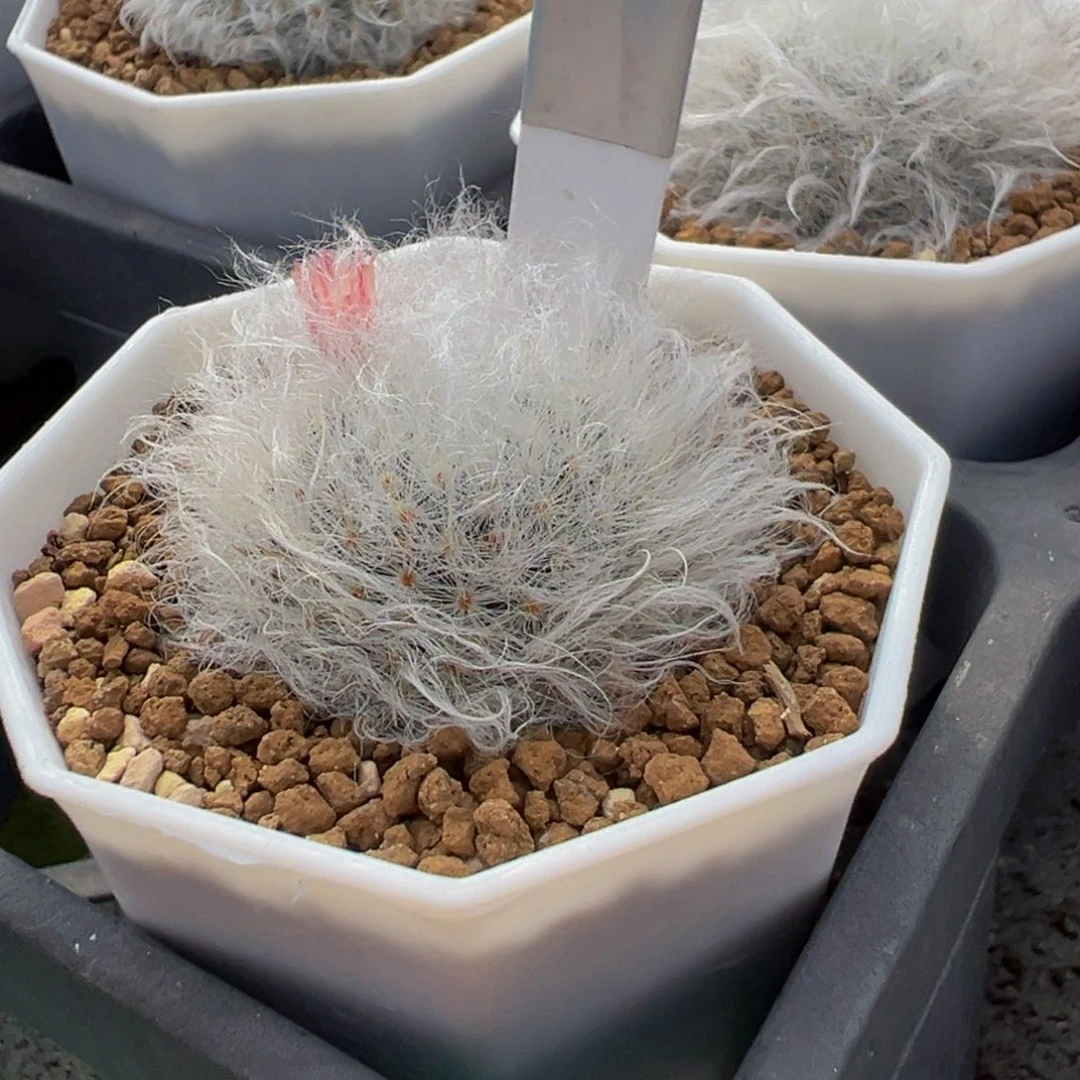 快***鱼297退钩刺白云高砂多肉植物带盆土