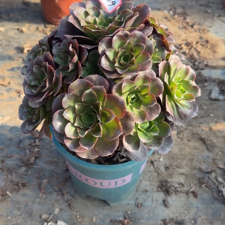 25-69枚金多肉不包售后