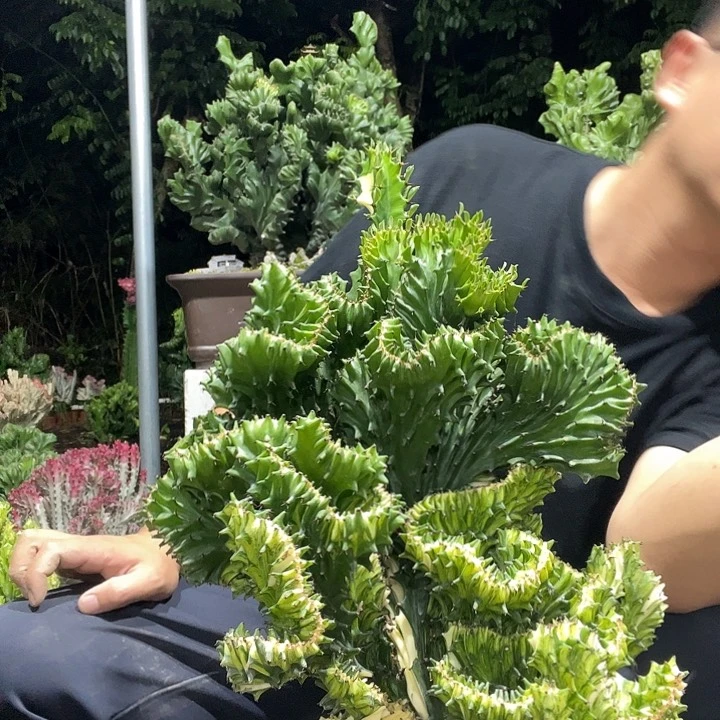 山***客无花朵大戟科植物玉扇麒麟168