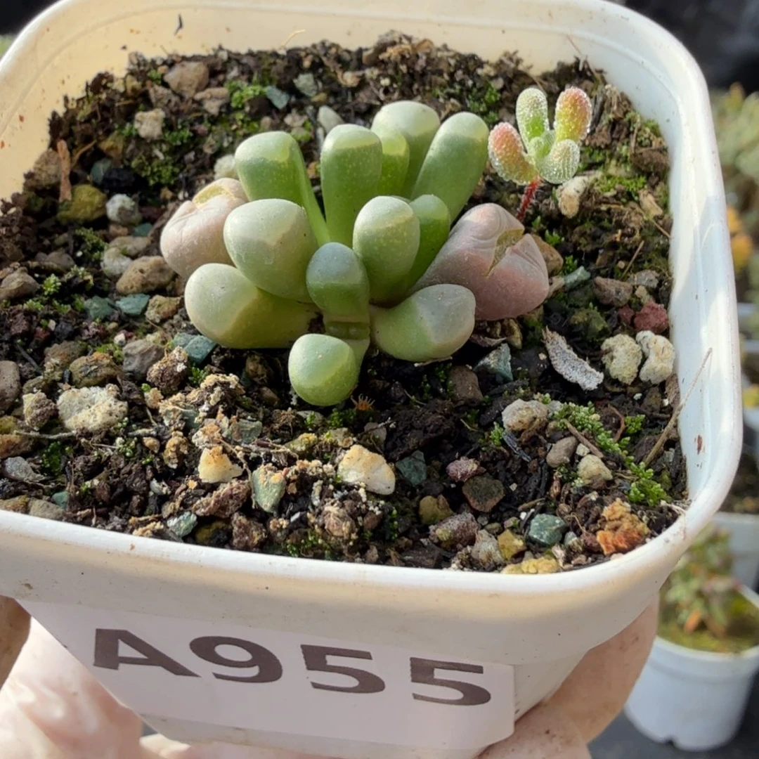 A955五十玲玉锦送一个实生小苗