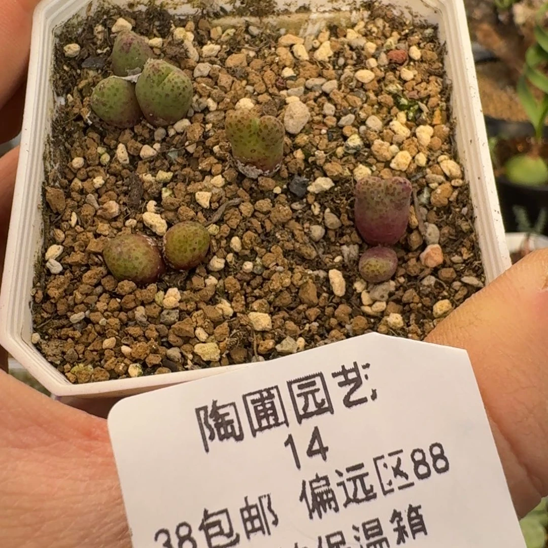 14号斑马多肉。