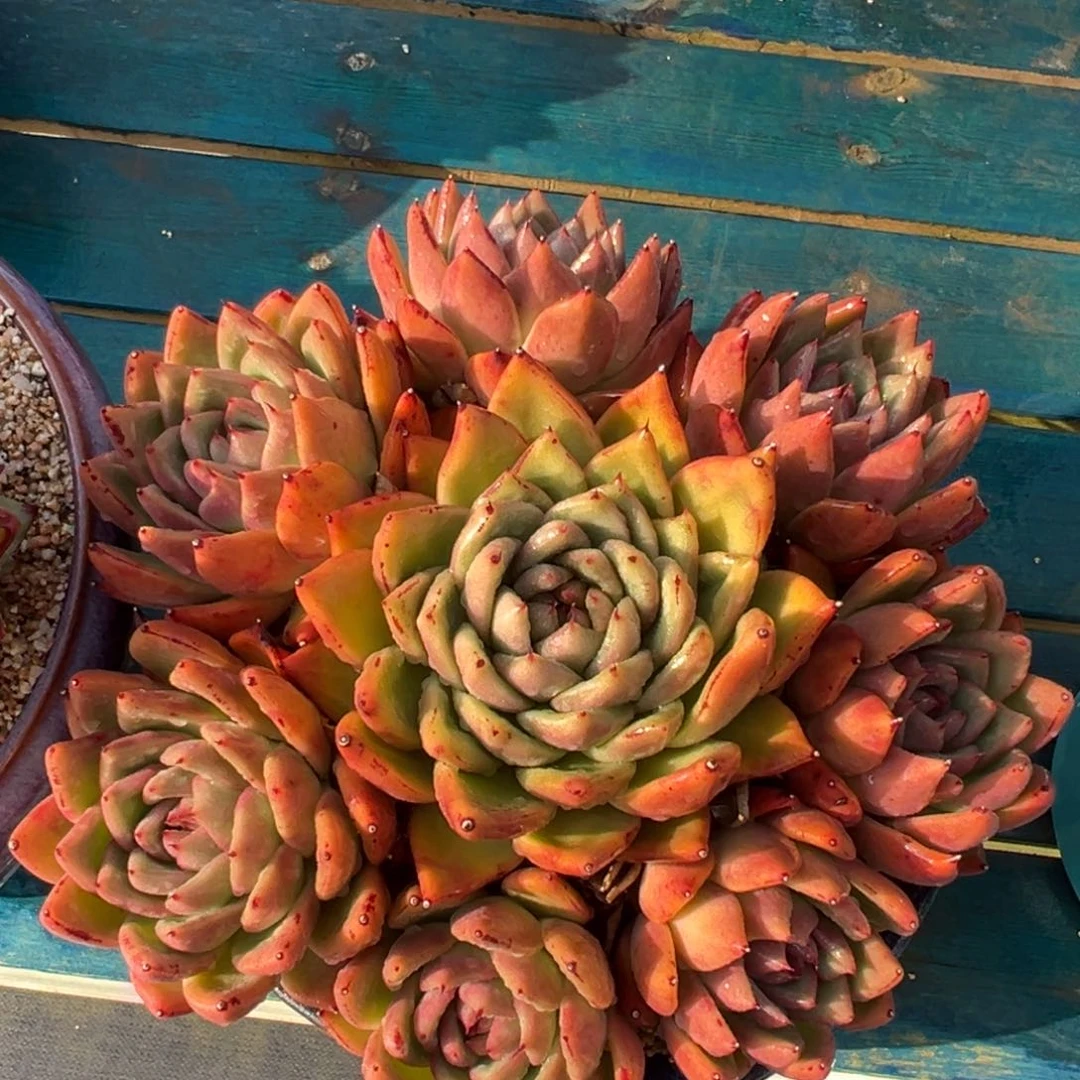 从前慢多肉精选编号0612.666666