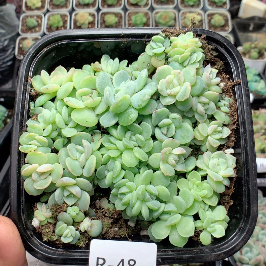 无花朵R48英语英语