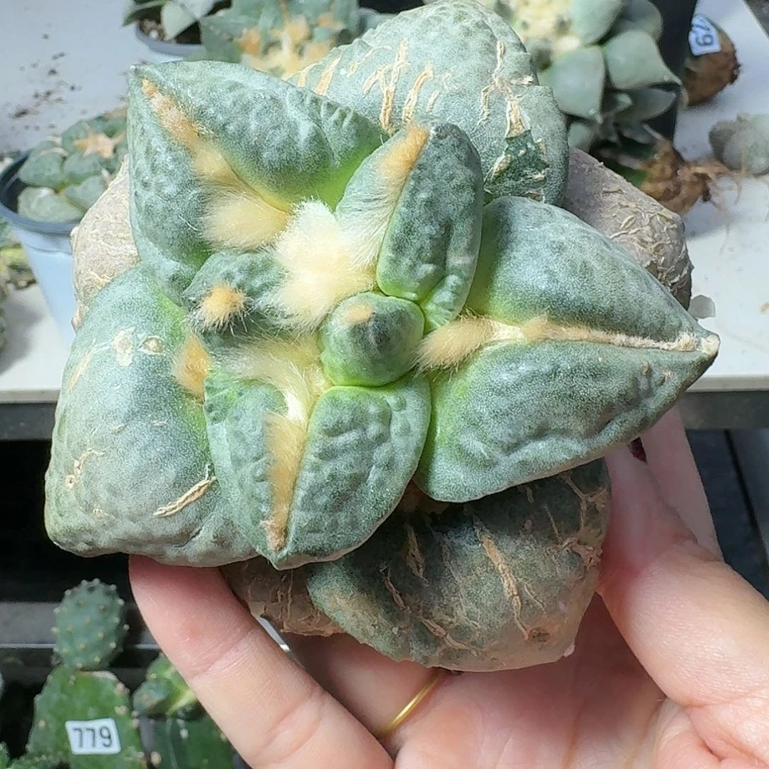 【闪购商品】无花朵花*错大尤牛蛇