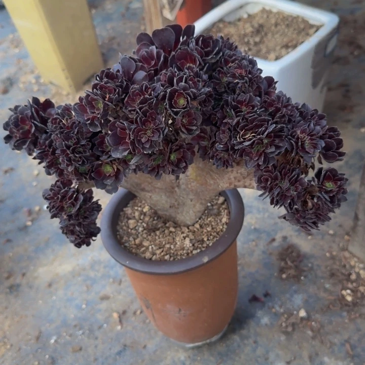 微瑕特价特特特385