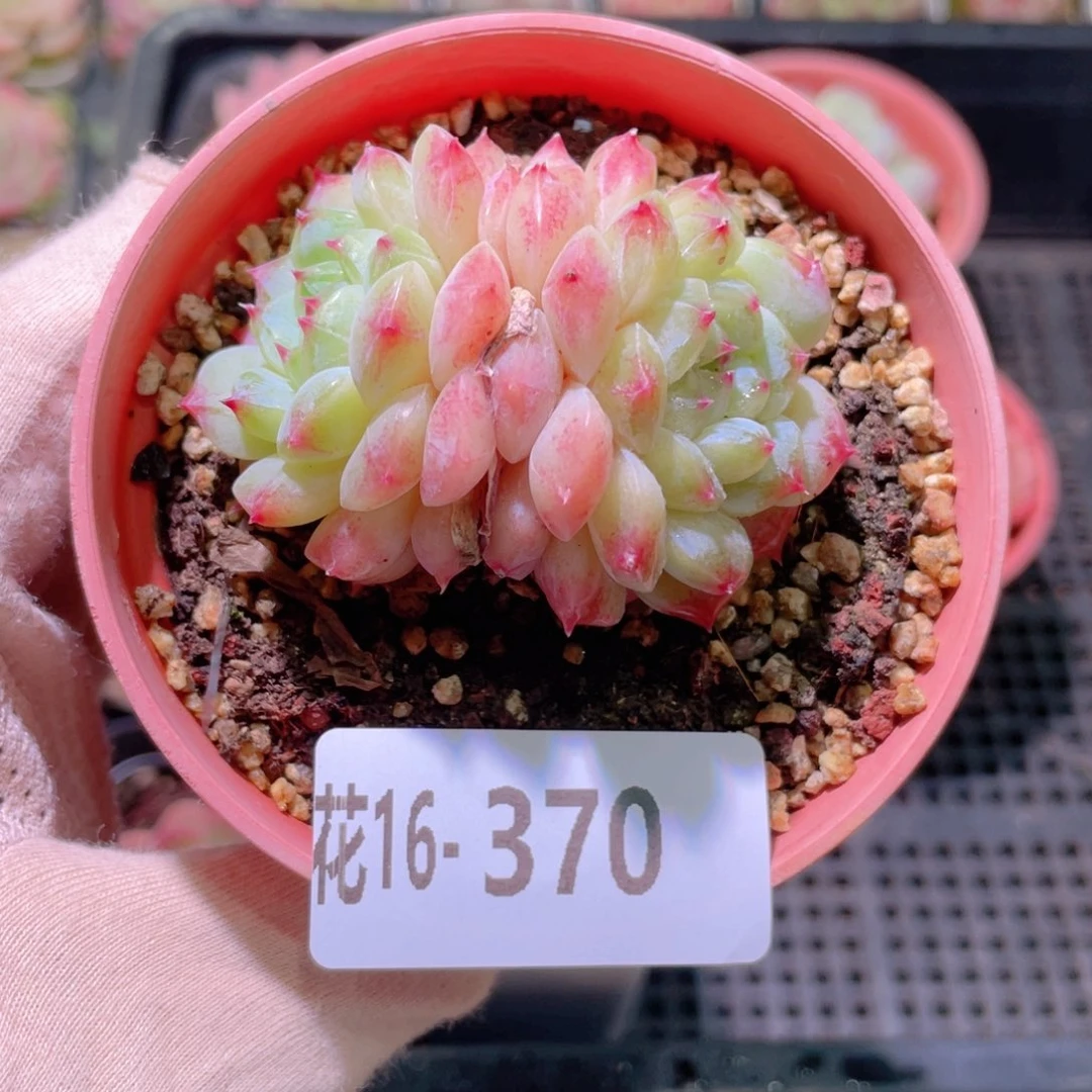 花利美16-370秘境冰魄