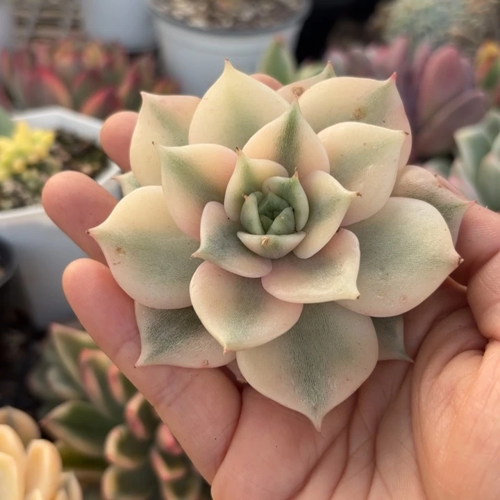 贝加尔湖福伦锦啊