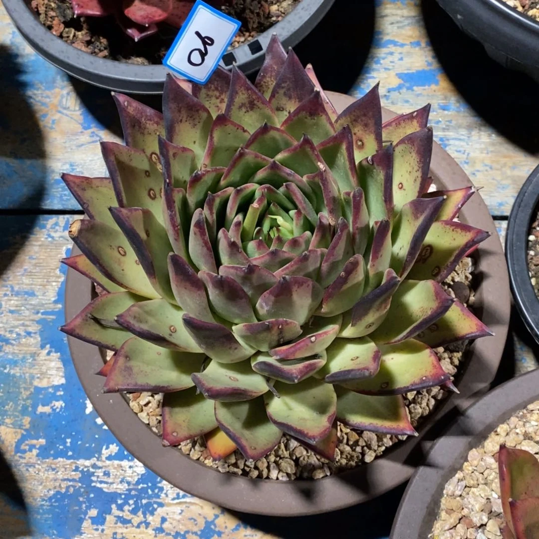 我****！福利大漏a6