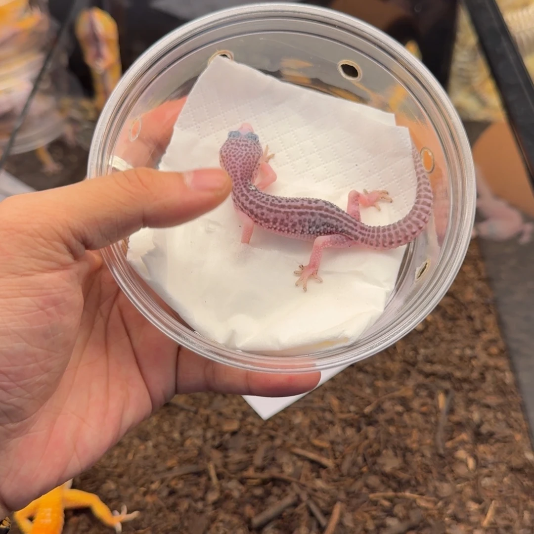 豹纹守宫银河妹妹