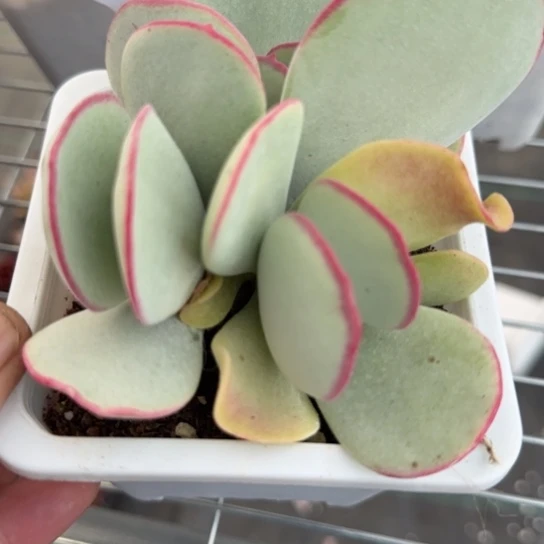 54白眉一物一拍多肉