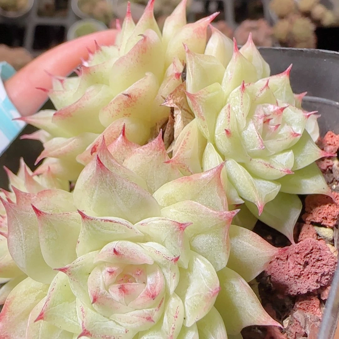 花语逸镜1106-370散