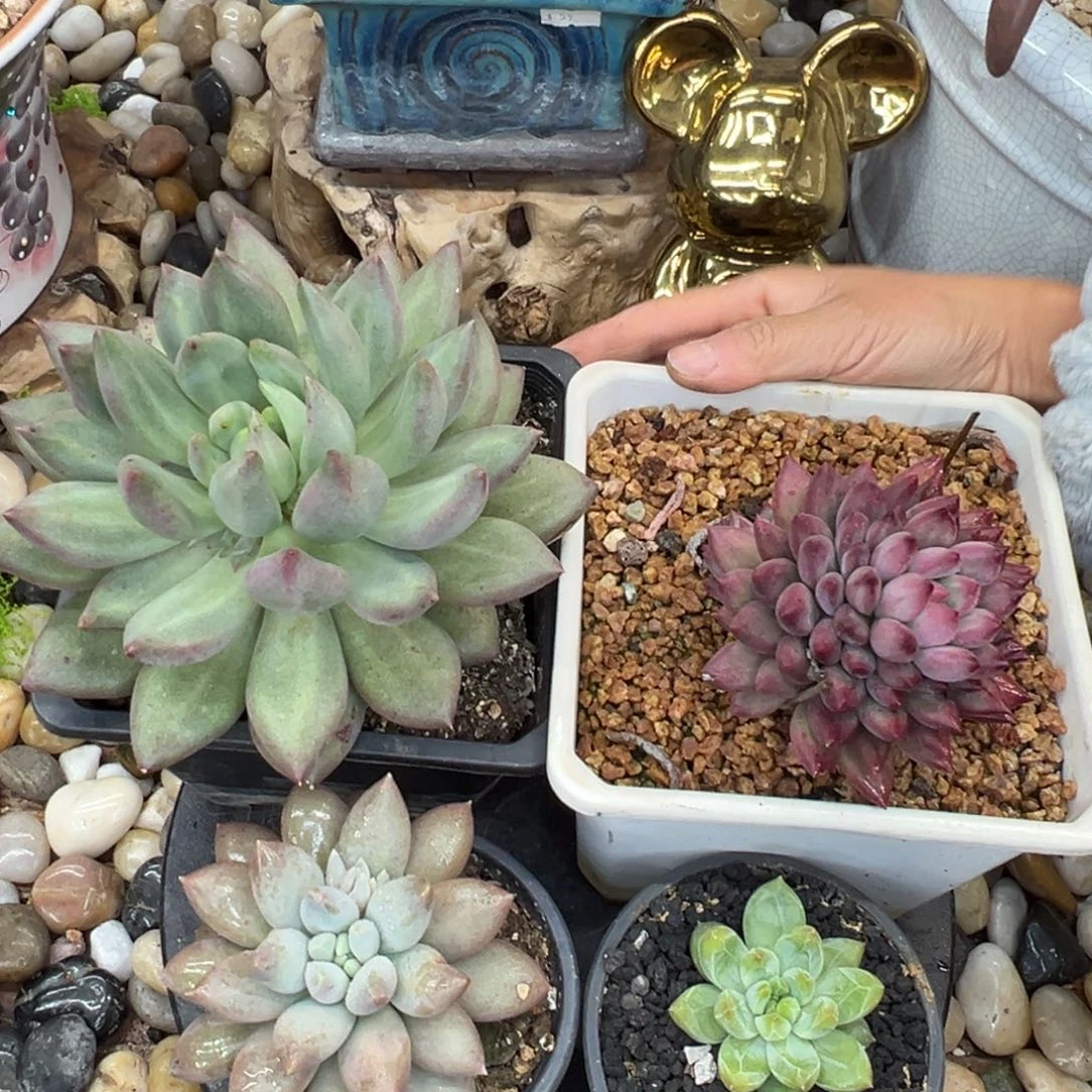 开开开开开开开开开开开