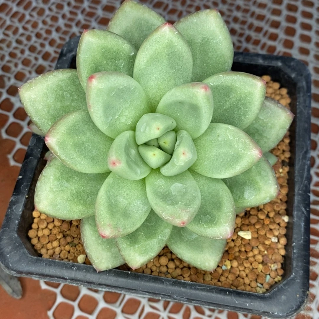 K***文皮卡丘一物一拍美人