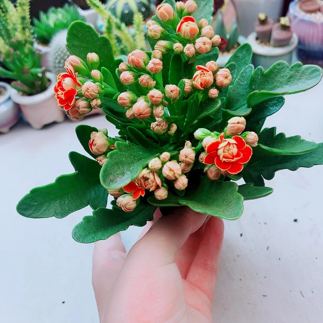 长寿花金狐狸多肉植物