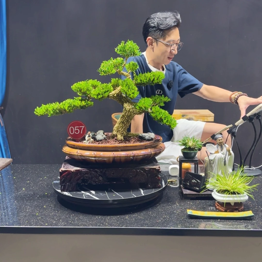 无花朵黄杨室内室外盆景艺术