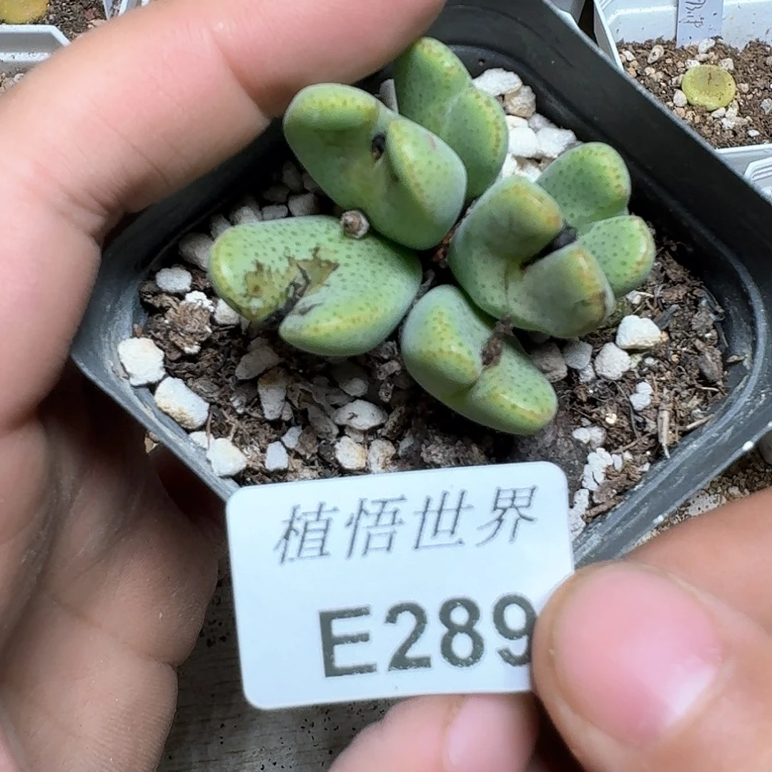 289盒多肉植物哇c